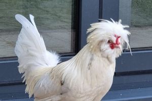 Other Poultry Breed