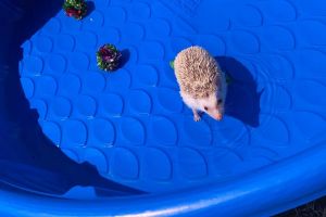 Pygmy Hedgehog Advertisement UK Pets