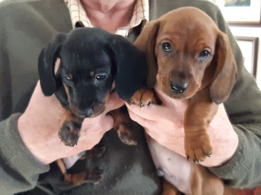 Miniature Dachshunds for Rehoming