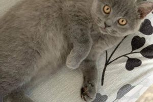 British Shorthairs For Sale