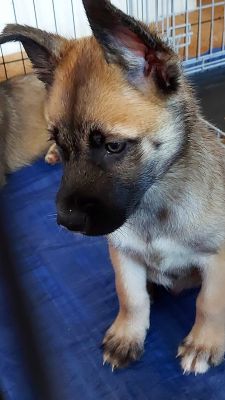 Husky x Akita | UKPets