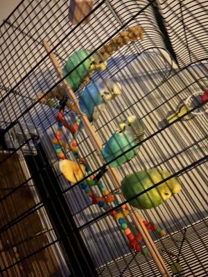 * 4 BEAUTIFUL MALE BUDGIES FOR SALE (CAGE and FOOD INCLUDED* | UKPets