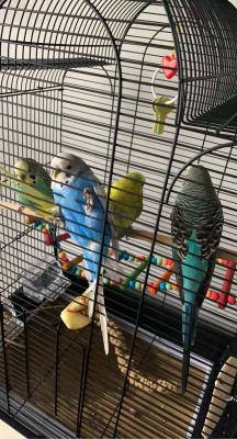 Budgerigar For Sale in the UK
