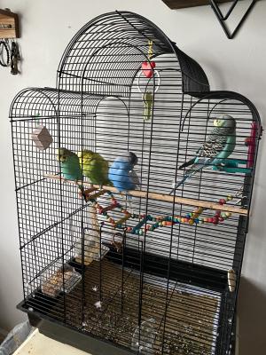 * 4 BEAUTIFUL MALE BUDGIES FOR SALE (CAGE and FOOD INCLUDED* | UKPets