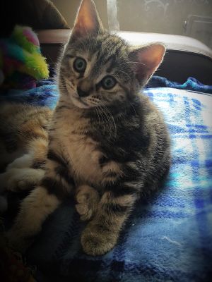 ADORABLE BSH MIX KITTENS | UKPets