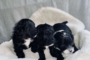Shih-poo for Rehoming