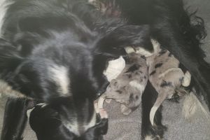 Border Collie For Sale in Great Britain