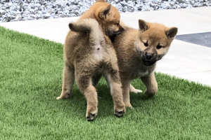 Shiba Inu For Sale in the UK