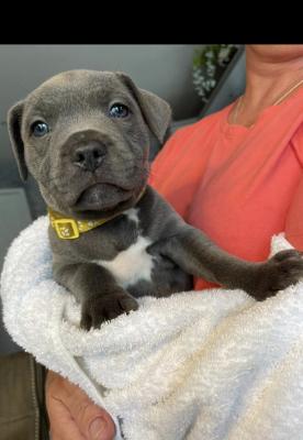 Staffordshire Bull Terriers For Sale