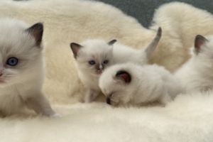Ragdoll kittens For Sale *ONE GIRL LEFT*