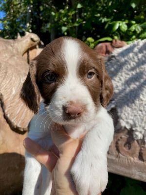 Available English Springer Spaniels