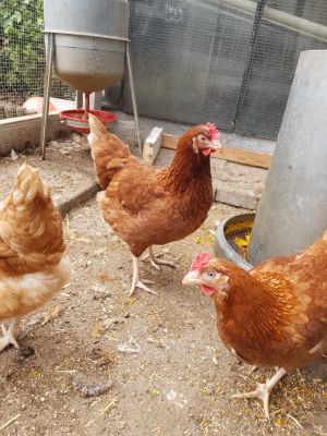 Isa Brown Hens for Sale | UKPets