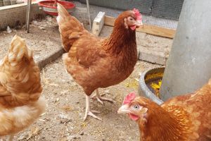 Isa Brown Hens for Sale