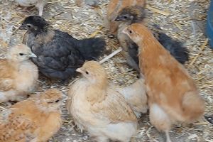 Chicken Poultry Breed