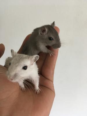 Gerbil For Sale in the UK