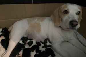 Beagle puppies for sale in Suffolk