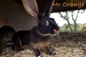 Belgian Hare For Sale in Great Britain