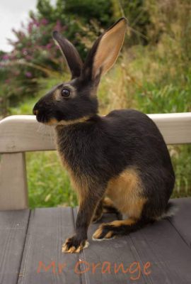 Belgian Hare For Sale in Great Britain