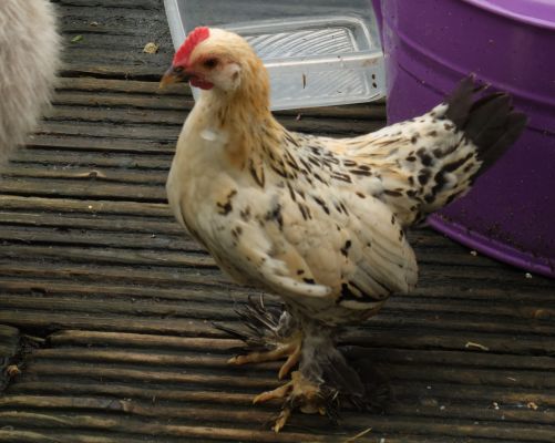 Chicken For Adoption in Great Britain