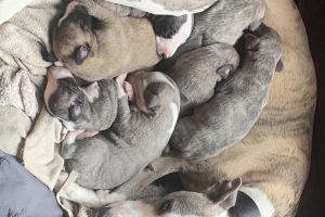 Whippet puppies (Respected  UK Pedigree lines)