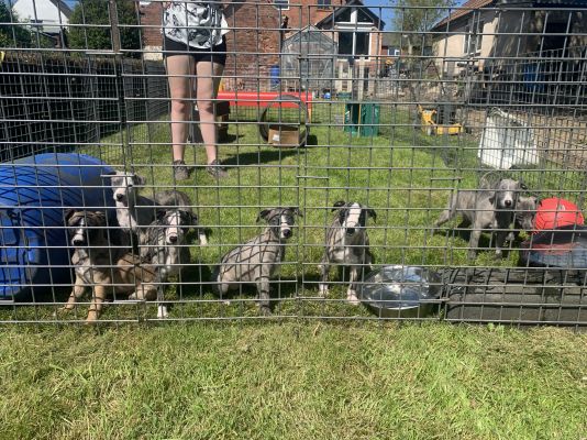 Whippet For Sale