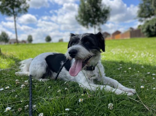 Jack Russell For Stud in Lodon