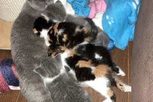 British shorthair x Scottish fold Kittens for Sale