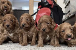 Cockapoo puppies