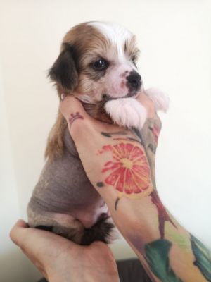 Chinese Crested For Sale in Great Britain