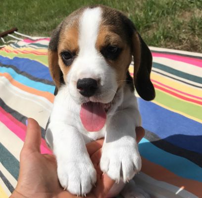 Beagle For Sale