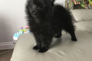 Beautiful all Black boy Pomeranian.