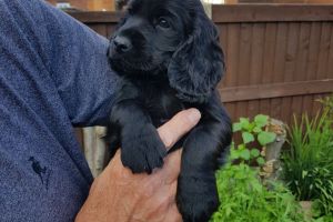 Beautiful Cocker Spaniel Puppies for Sale