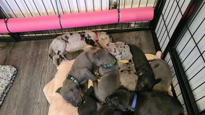 Great Dane For Sale in the UK