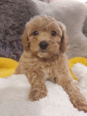 cavapoo ukpets