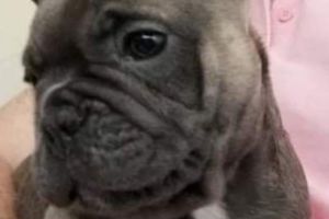 French Bulldog For Sale in Lodon