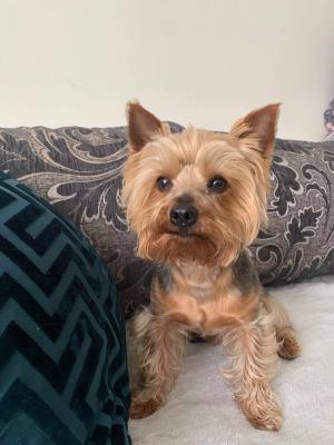 Yorkshire Terrier puppies | UKPets