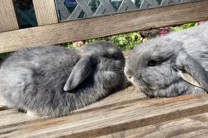 Dwarf Lops for Rehoming