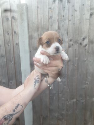 Jack Russell For Sale in Great Britain