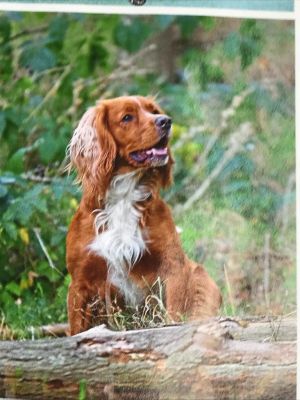 Cocker Spaniels For Stud