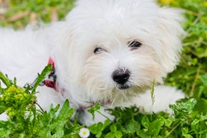 Bichon Frise For Sale in the UK
