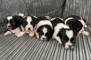 Shih Tzu for Rehoming