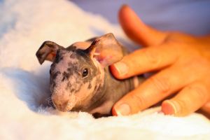 Available Skinny Pigs
