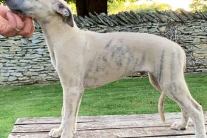 Cute Whippet For Sale