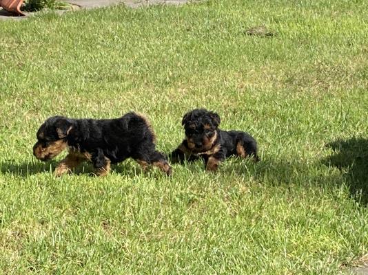 Welsh Terriers For Sale