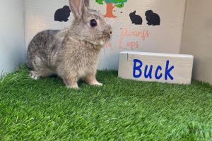 Netherland Dwarf For Sale in Great Britain