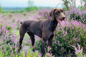 Cute German Shorthaired Pointer For Sale