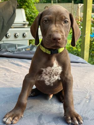 Cute German Shorthaired Pointer For Sale