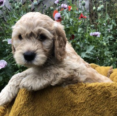 Goldendoodle For Sale in the UK