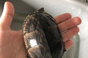 Musk turtle with tank and accessories