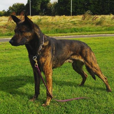 WORKING LINE MALINOIS X DUTCH HERDER | UKPets